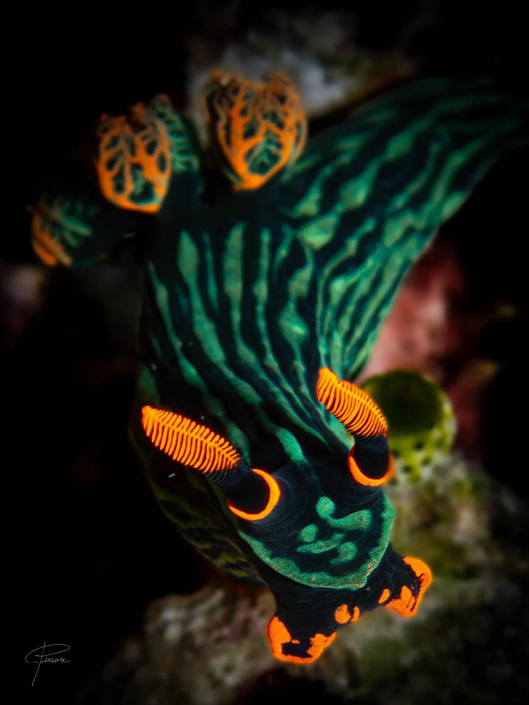 Nembrotha kubaryana (nudibranch) - La Tortue Housereef - 5m